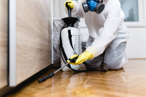 Best Affordable Pest Control Services  in Mount Prospect, IL
