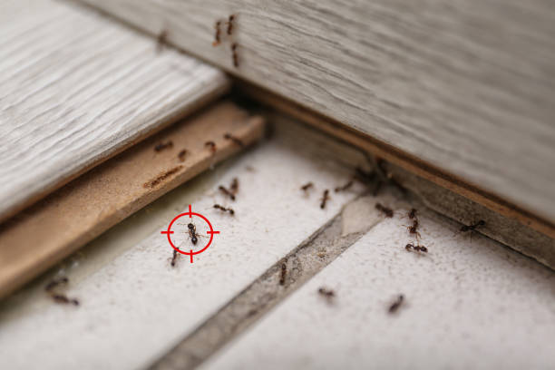 Best Local Pest Control Services  in Mount Prospect, IL