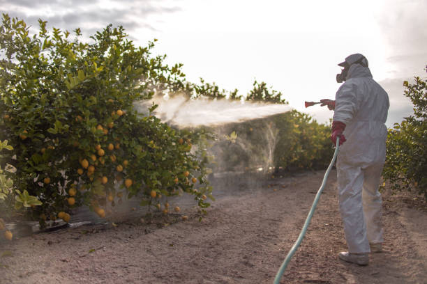 Best Pest Control Near Me  in Mount Prospect, IL