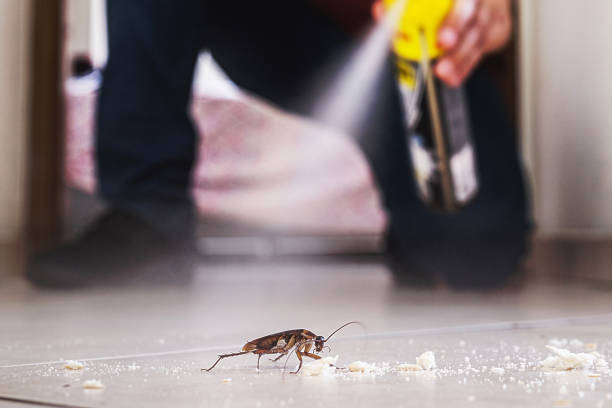 Reliable Mount Prospect, IL Pest Control Solutions