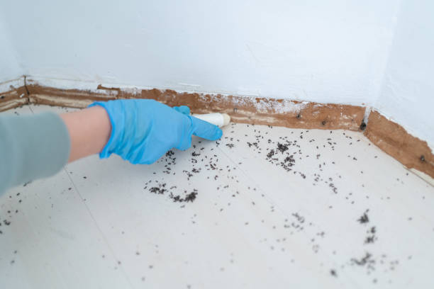 Best Residential Pest Control  in Mount Prospect, IL