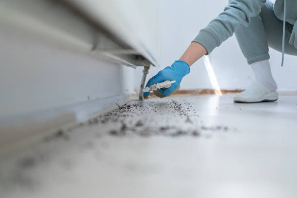 Best Affordable Pest Control Services  in Mount Prospect, IL